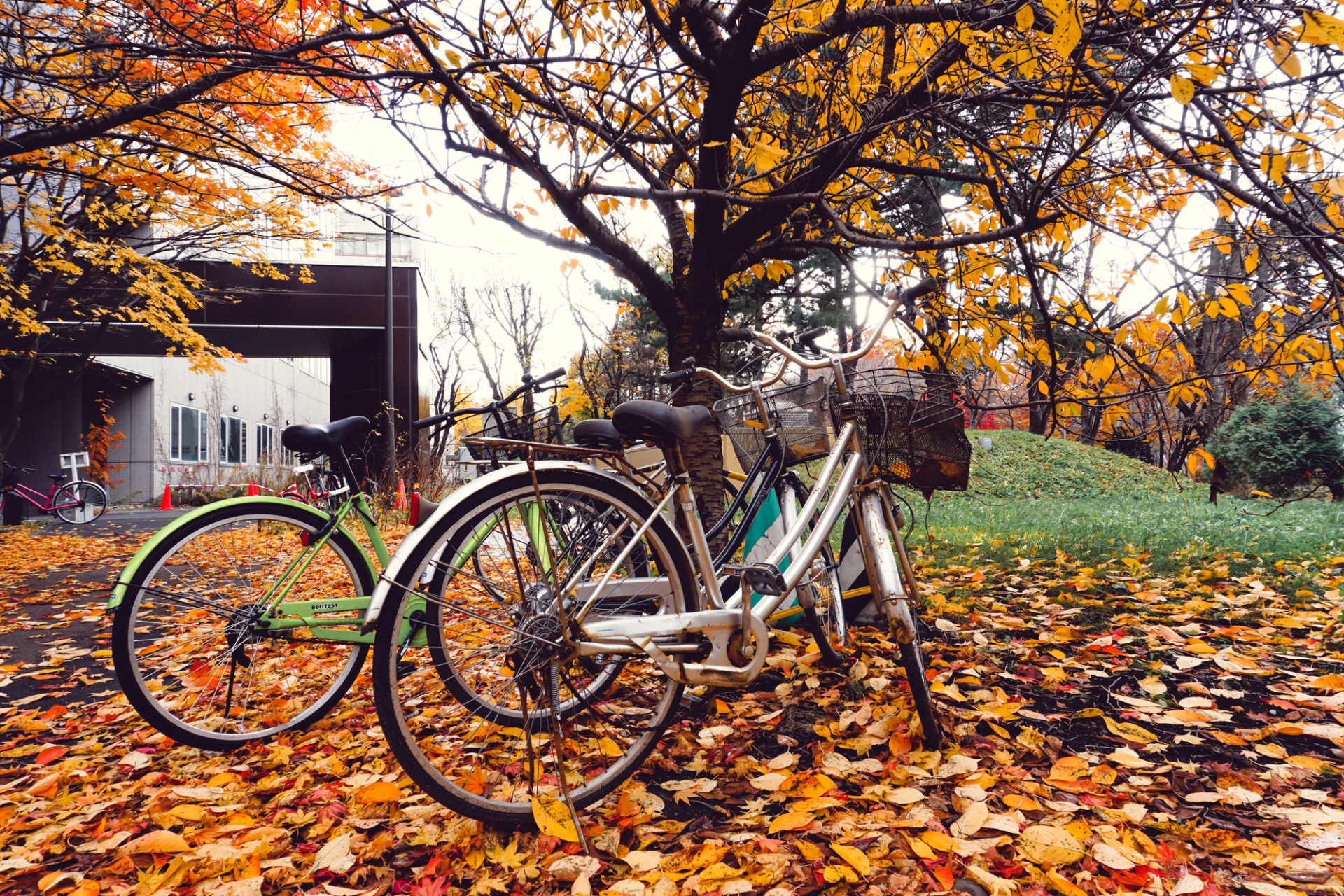 紅葉 自転車