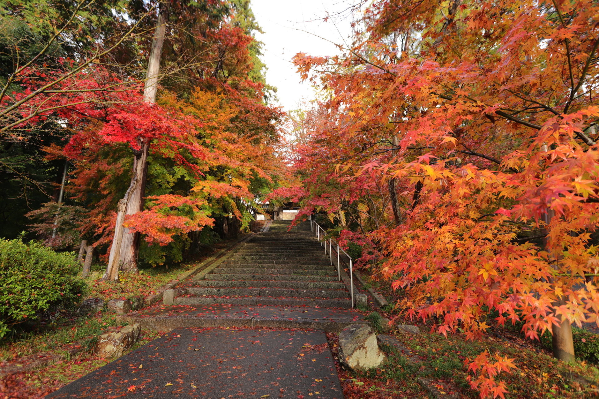 京都　紅葉情報