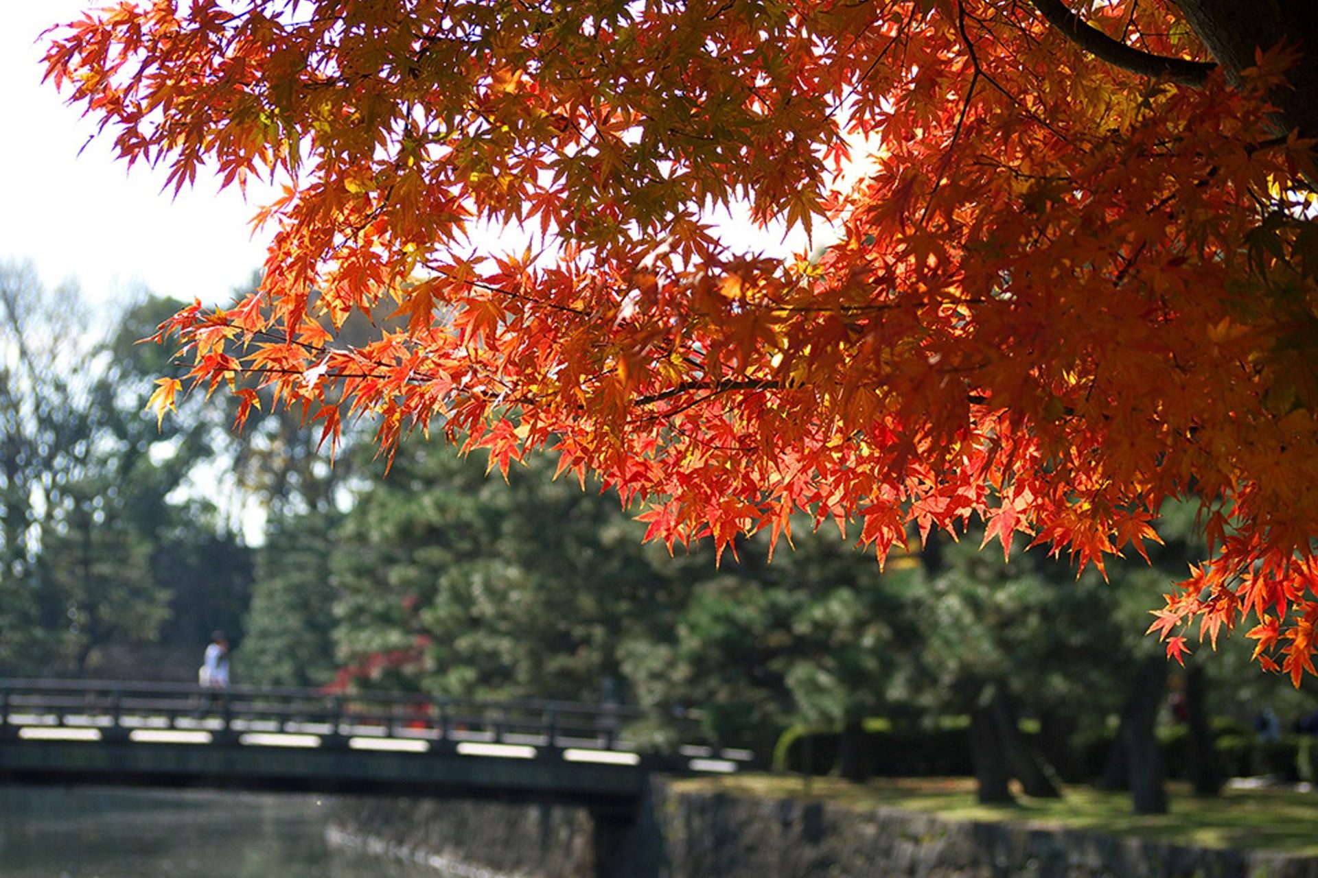 二条城　京都　紅葉