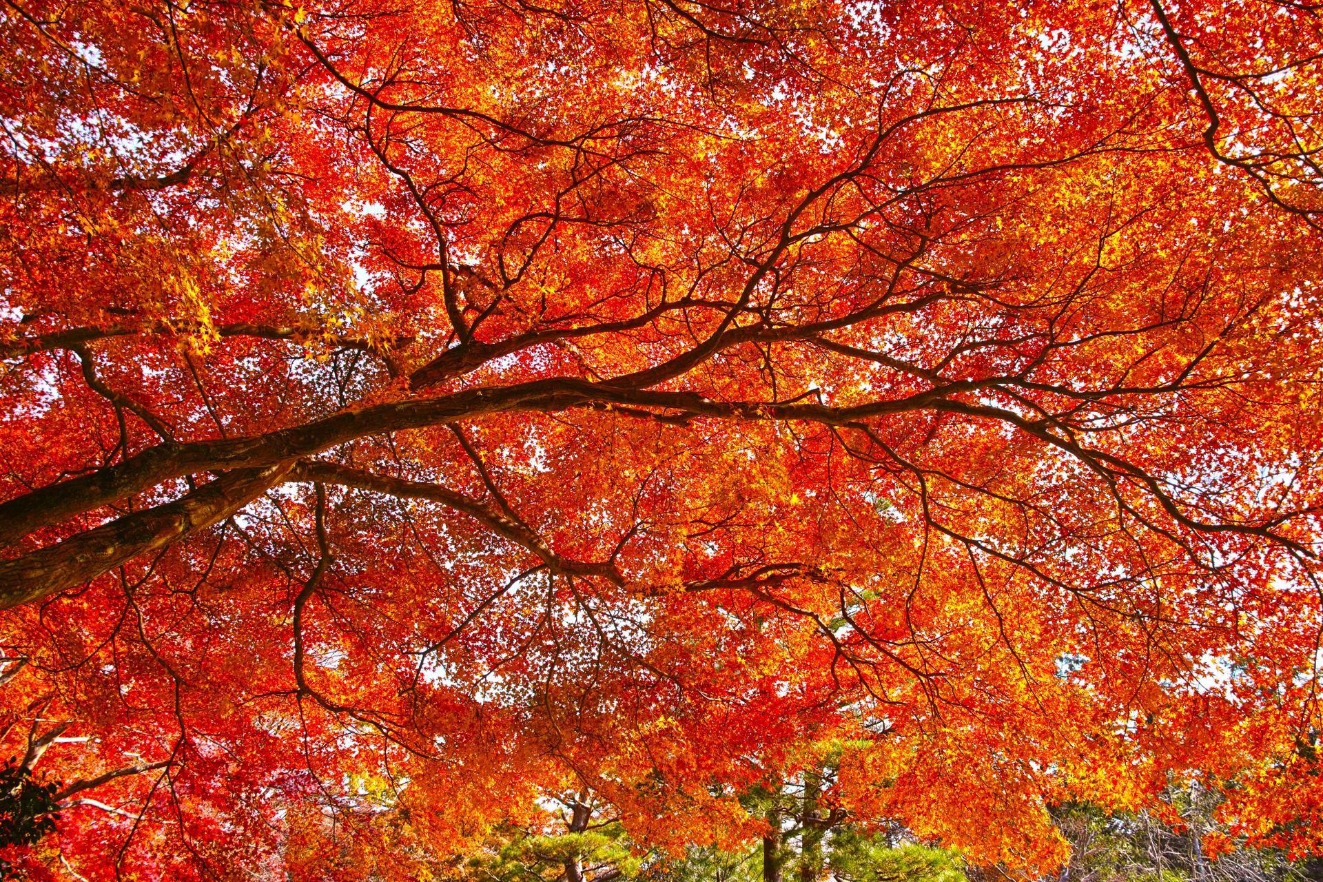嵯峨野　京都　紅葉