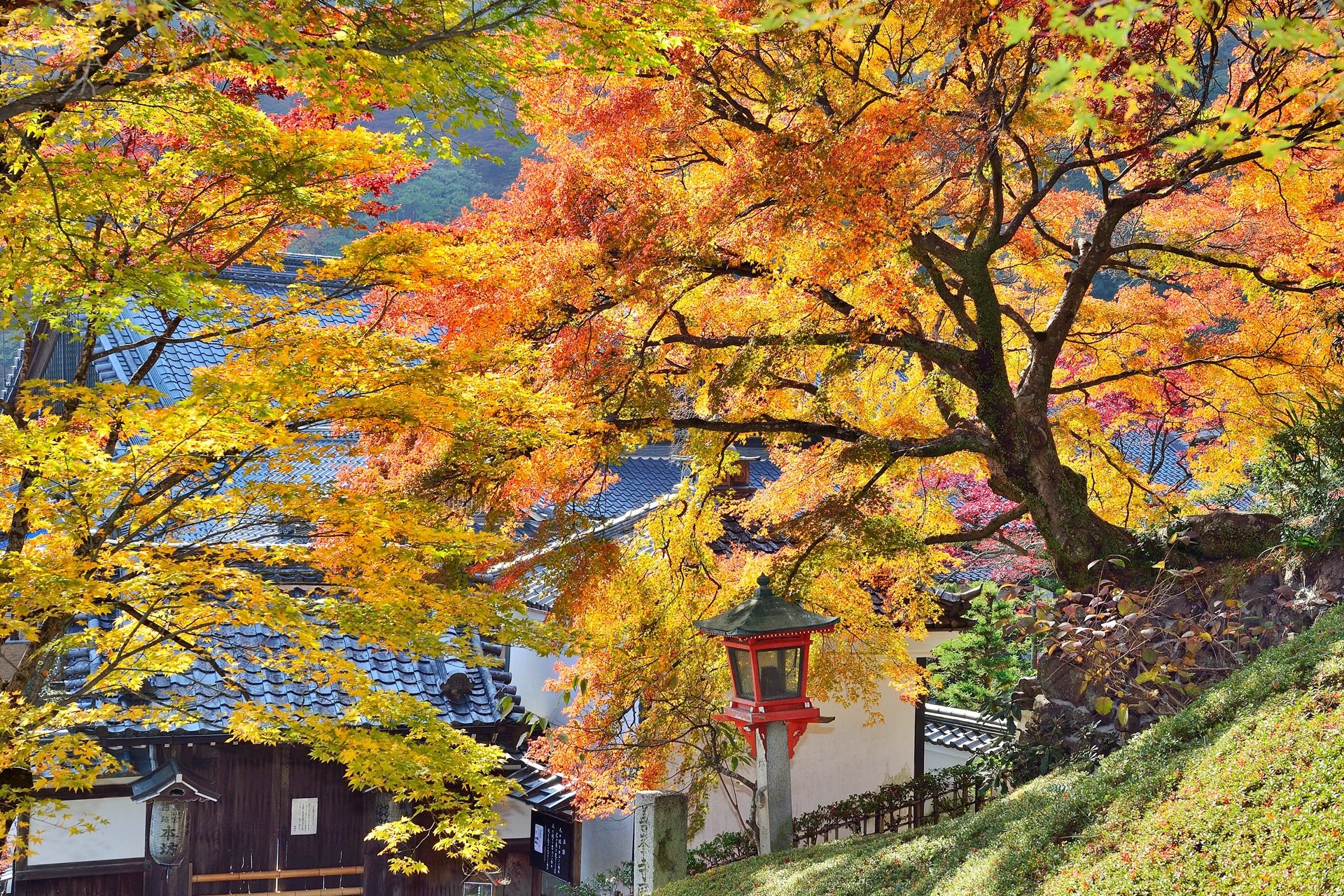 善峯寺 京都 紅葉
