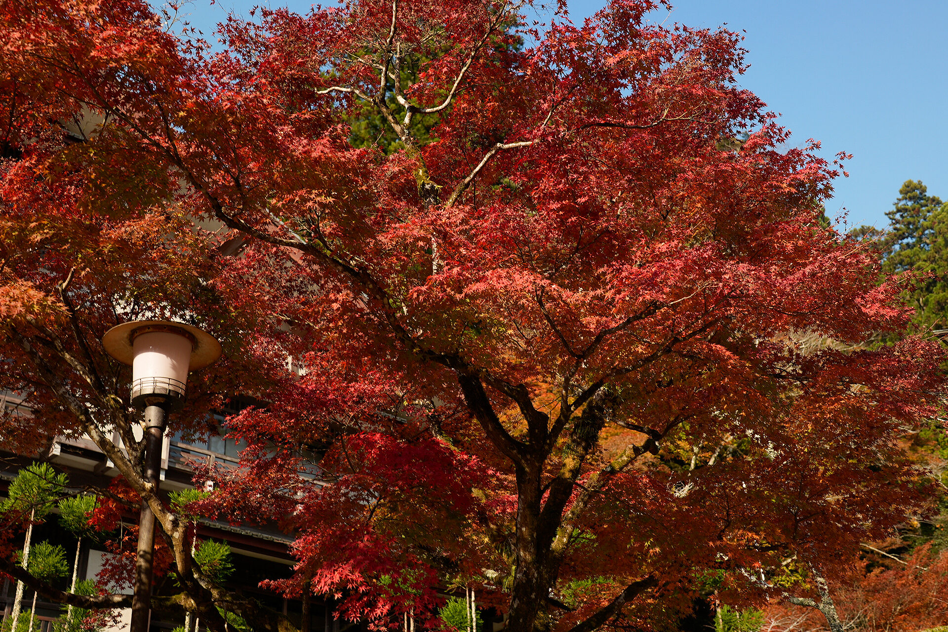 鞍馬寺 紅葉 京都