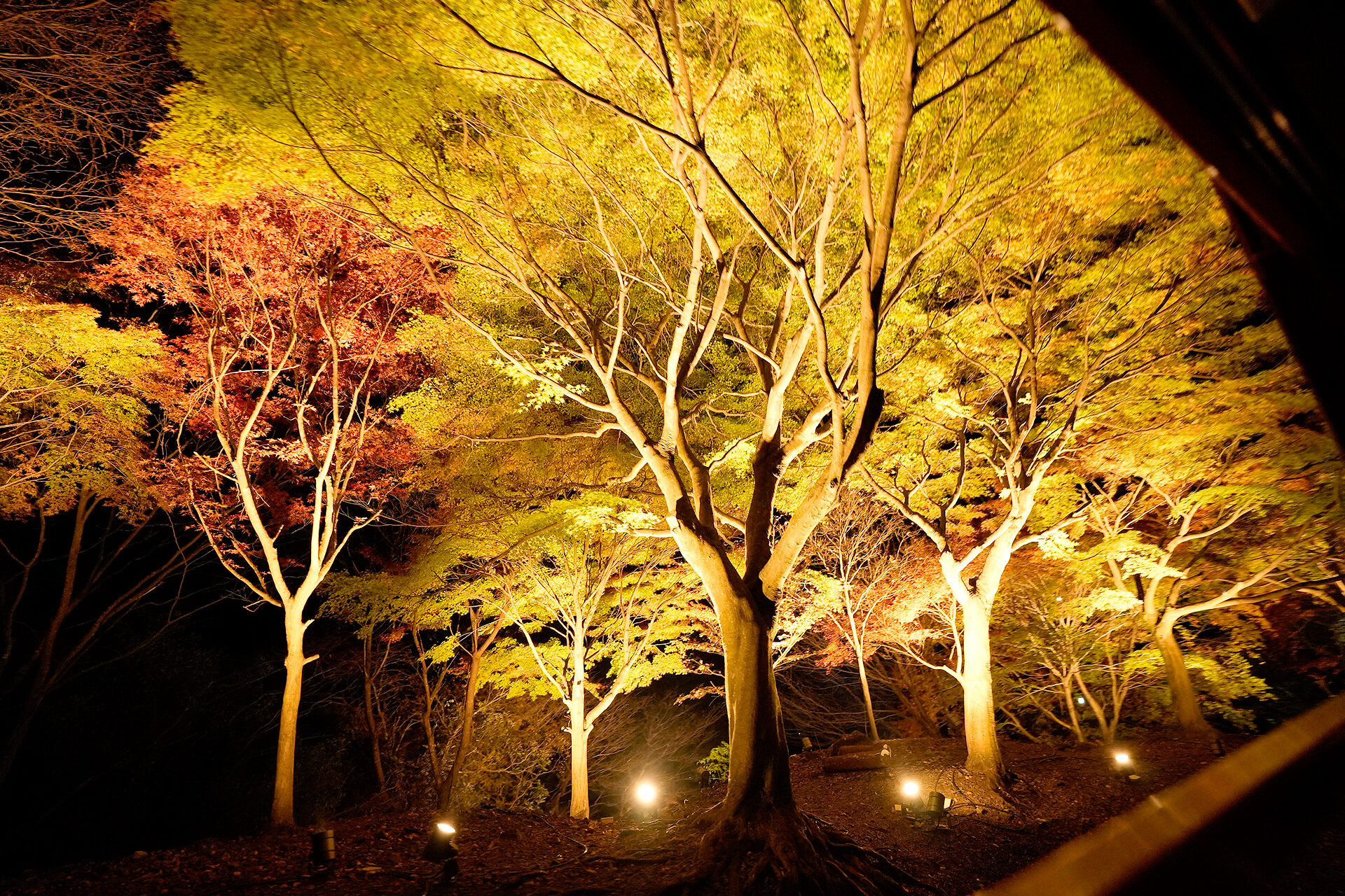 嵯峨野トロッコ列車 紅葉 京都