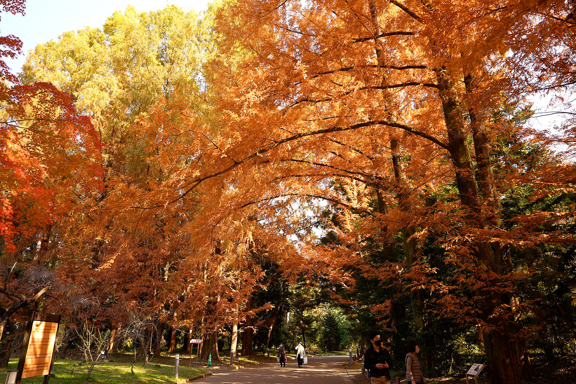京都府立植物園 紅葉 京都