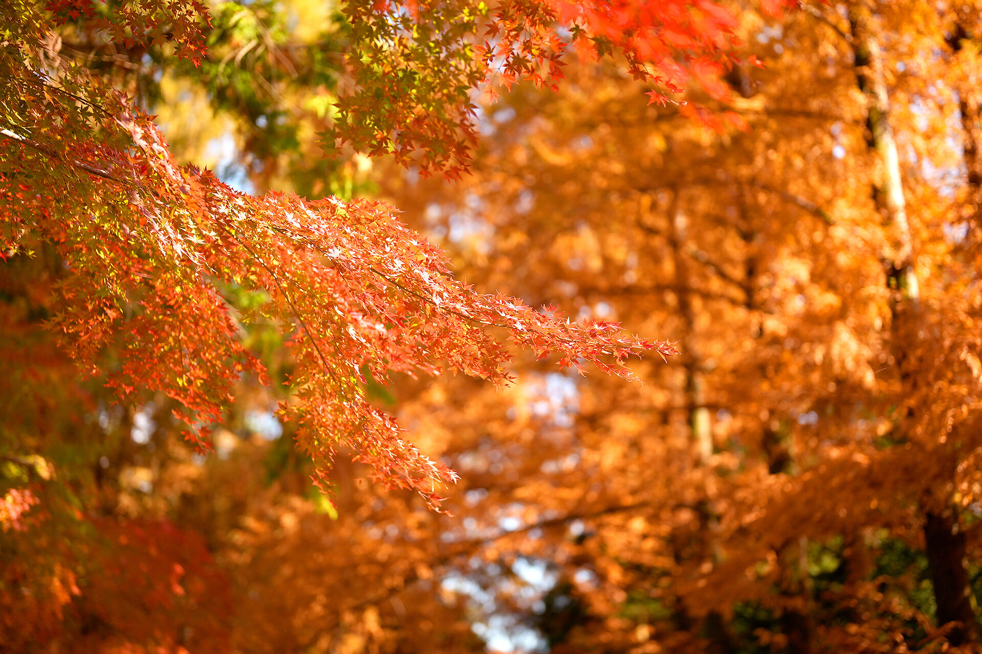 平等院 紅葉 京都