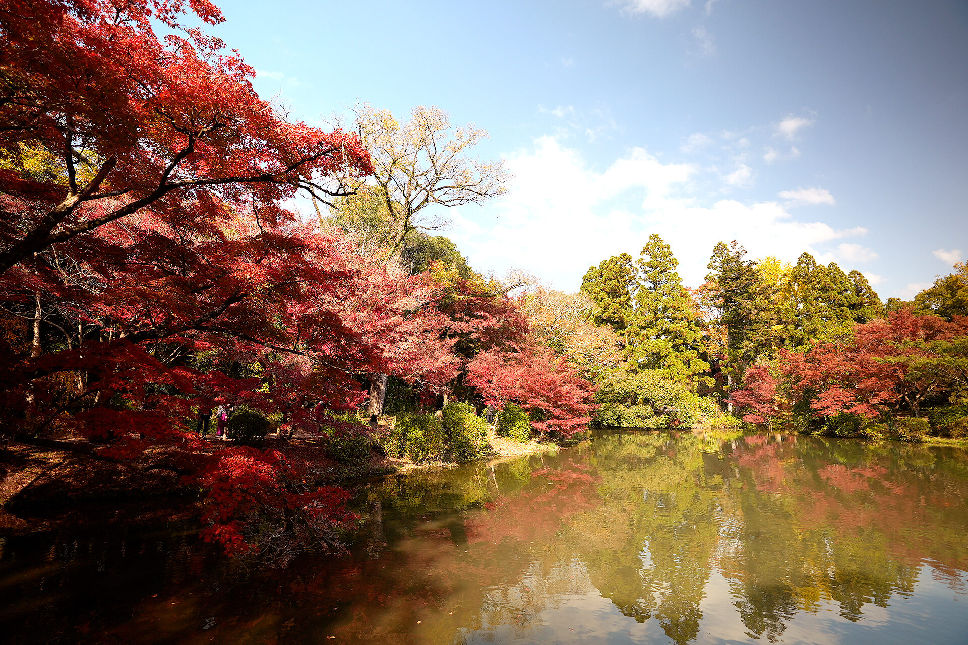 京都府立植物園 紅葉 京都