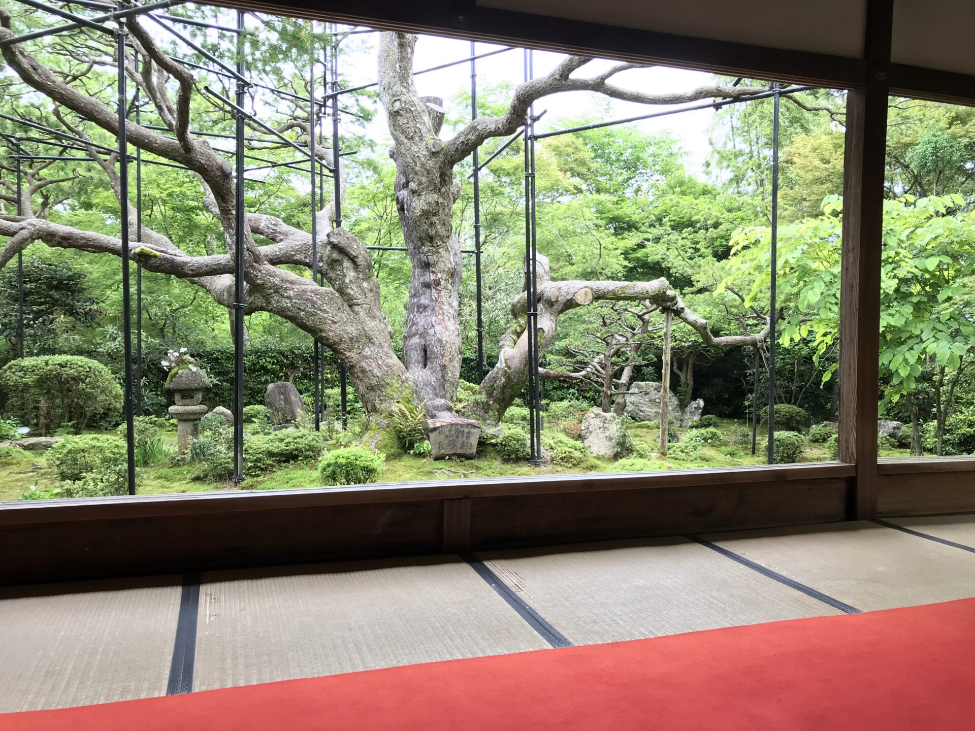 宝泉院 京都 五洋の松