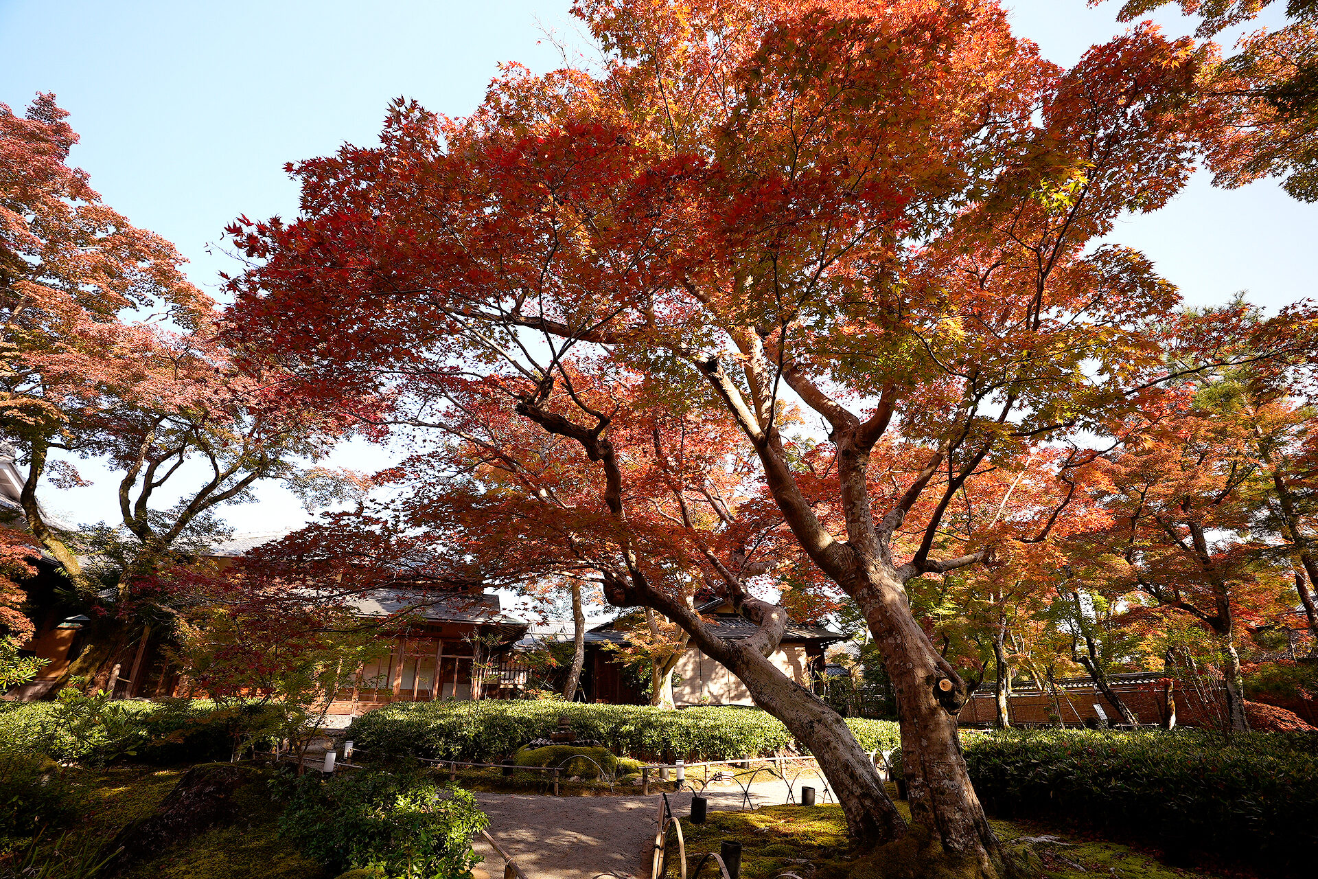 宝厳院 紅葉 京都