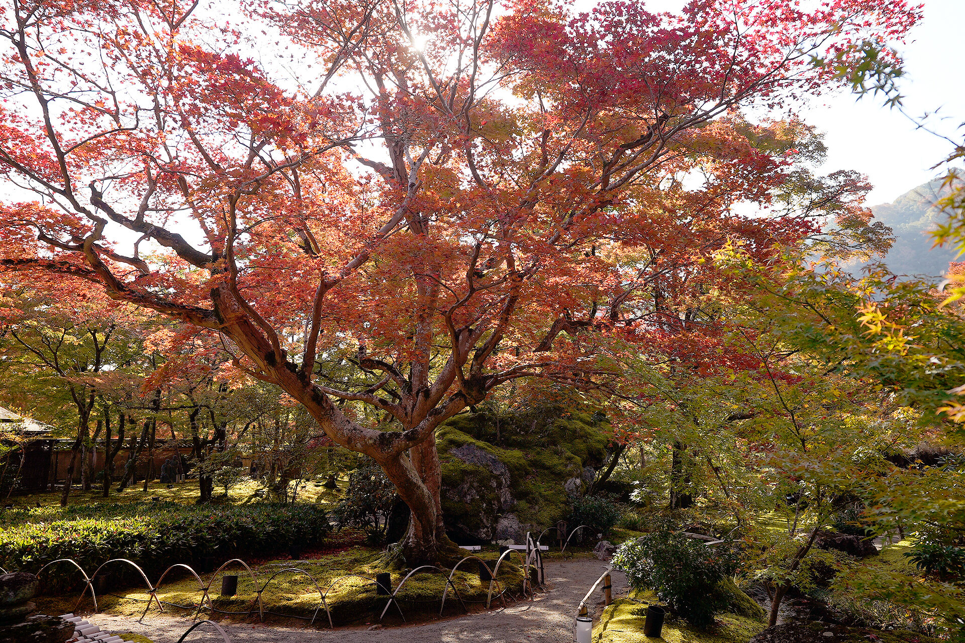 宝厳院 紅葉 京都