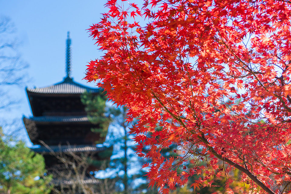 仁和寺の紅葉