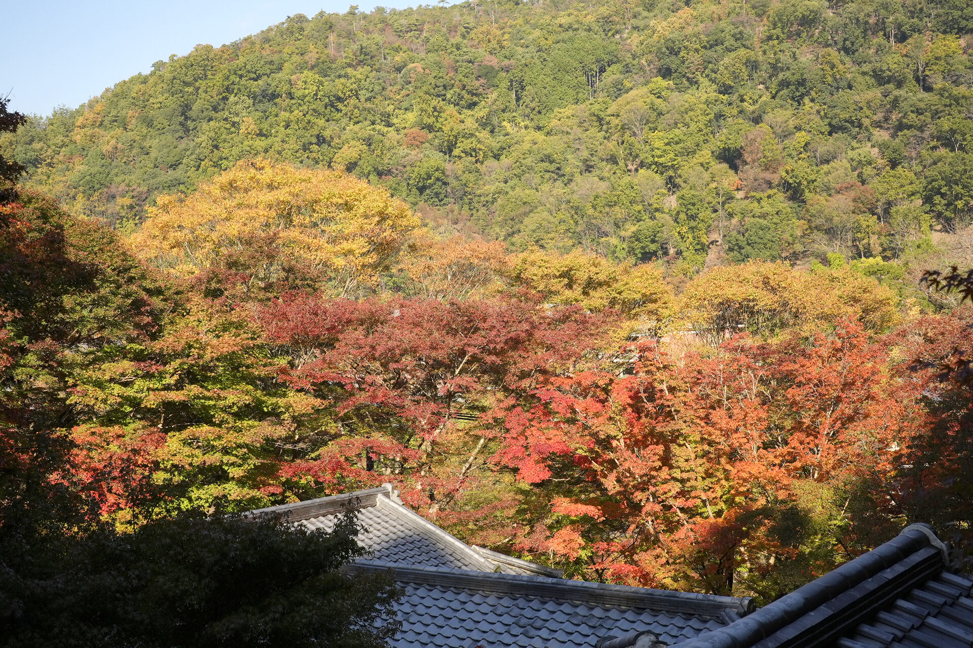 瑠璃光院 京都 紅葉