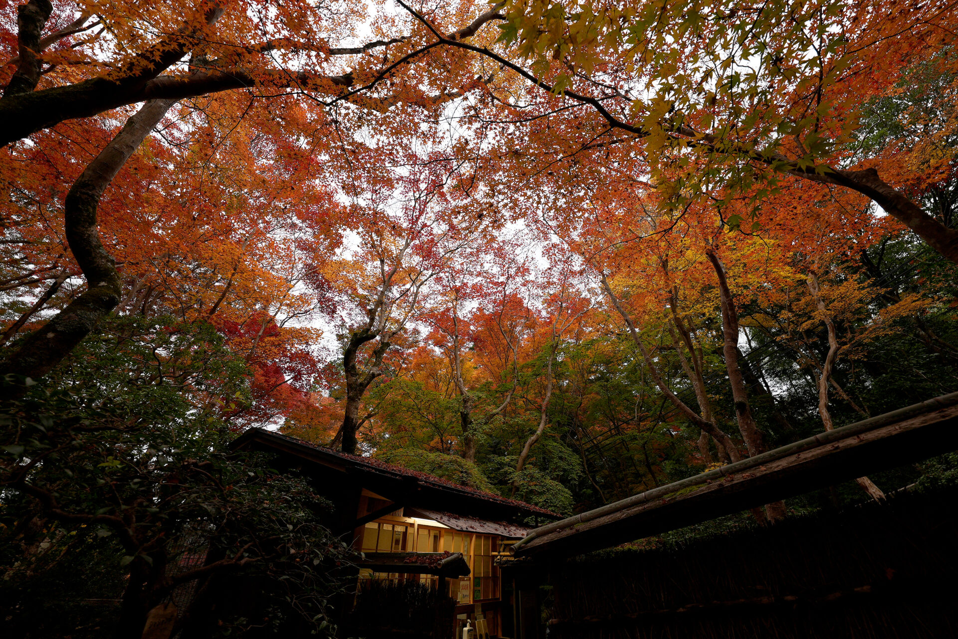 祇王寺 茅葺の門