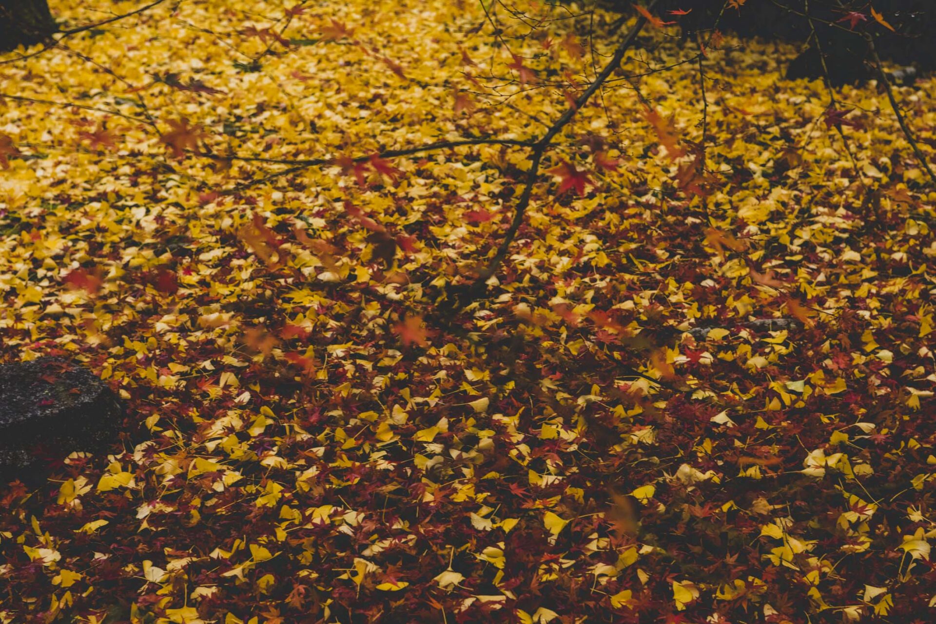 北野天満宮 紅葉