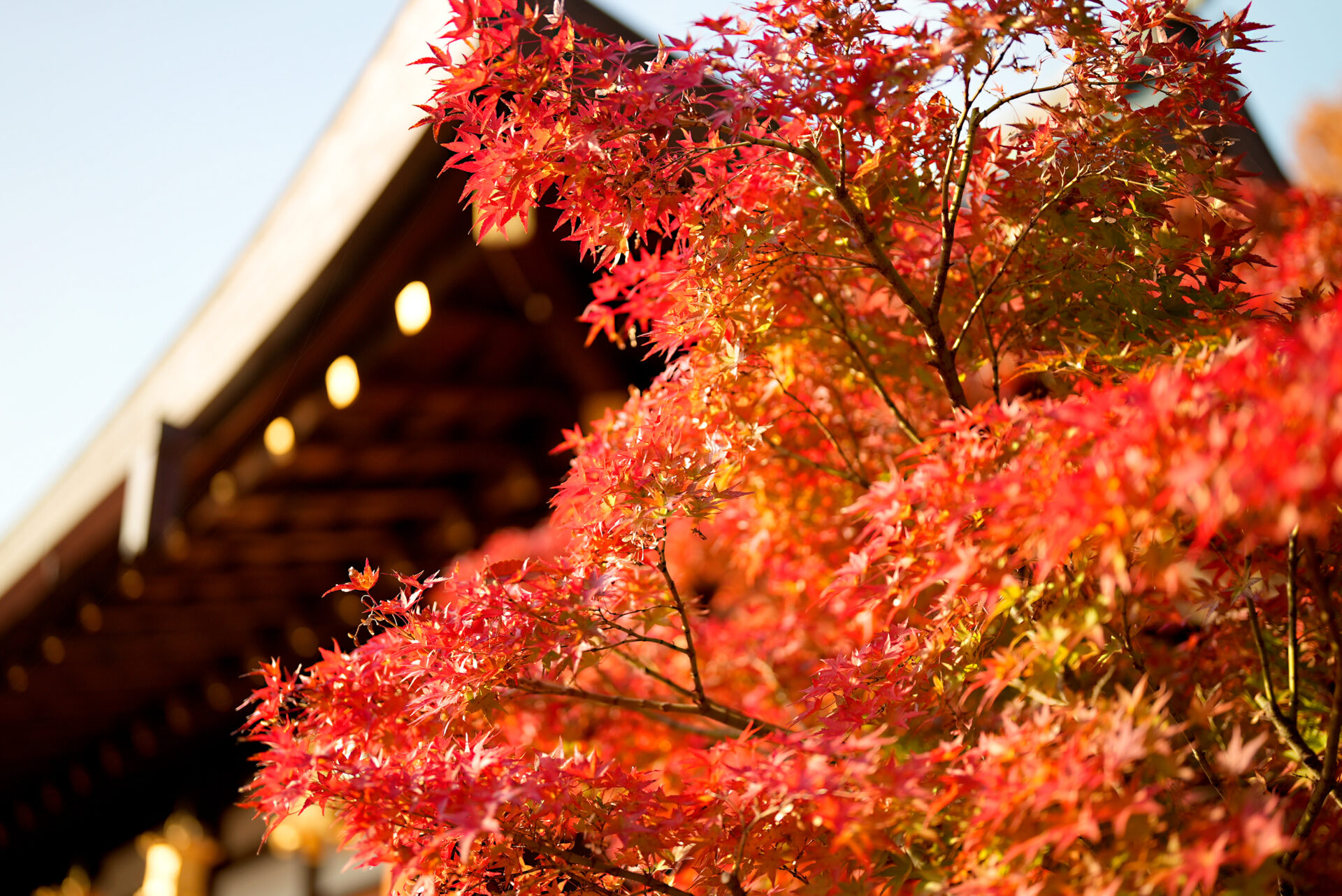 北野天満宮 紅葉