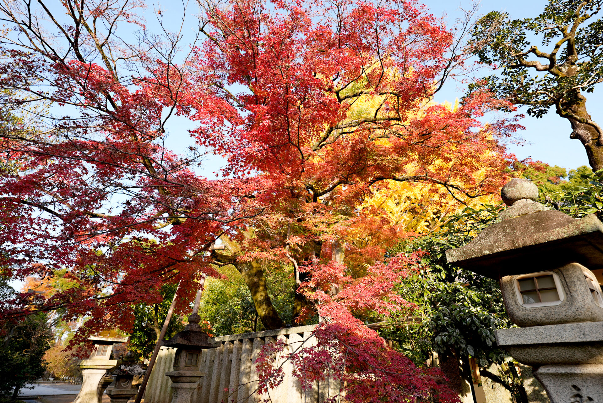 北野天満宮 紅葉