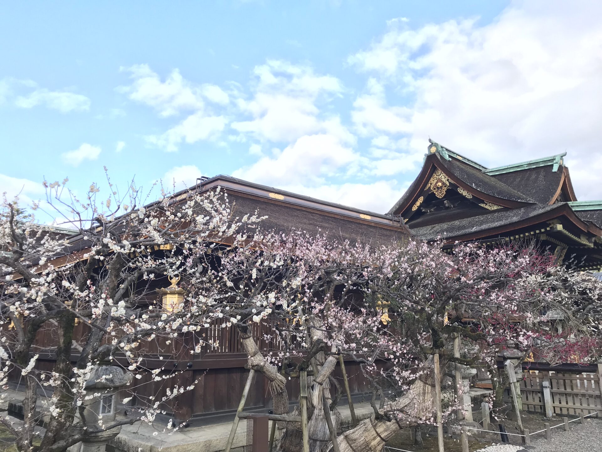 北野天満宮 梅