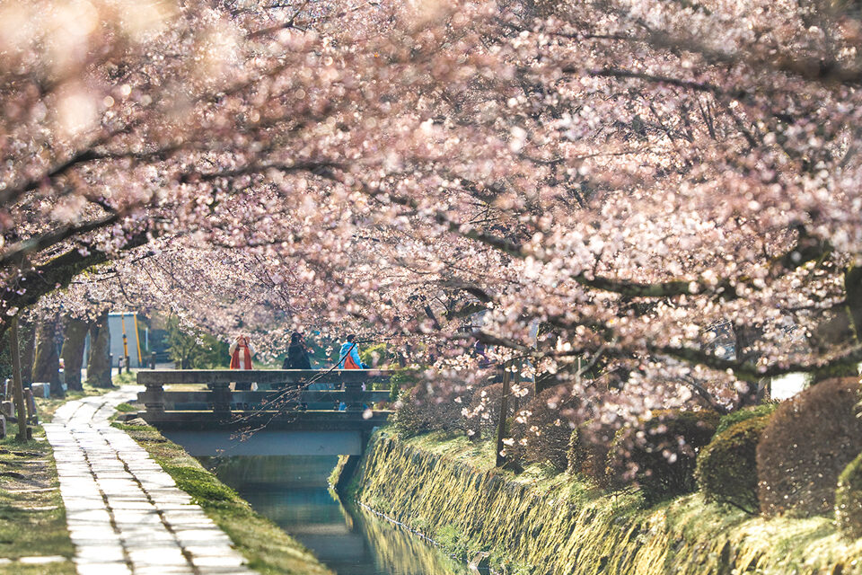 哲学の道　桜　京都