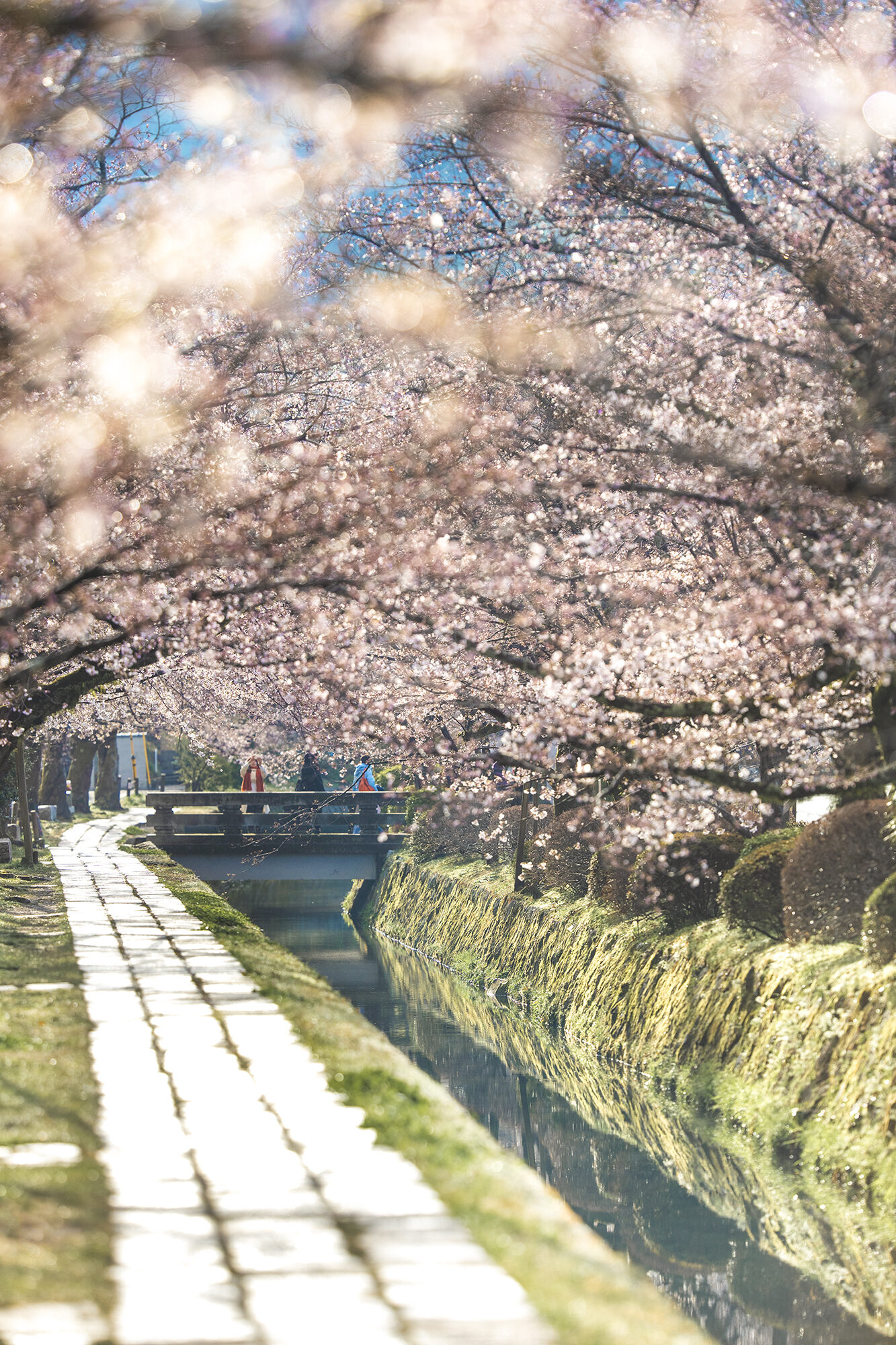 哲学の道 桜 京都