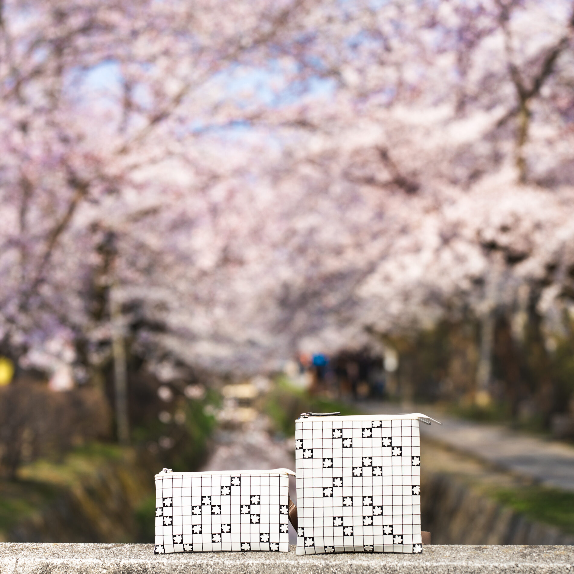 哲学の道　桜　京都