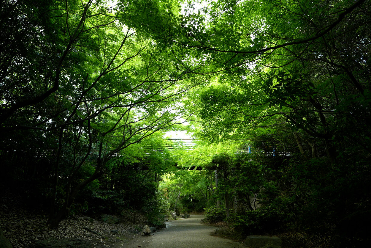 いのちの森 青紅葉のアーチ 梅小路公園 京都 観光名所
