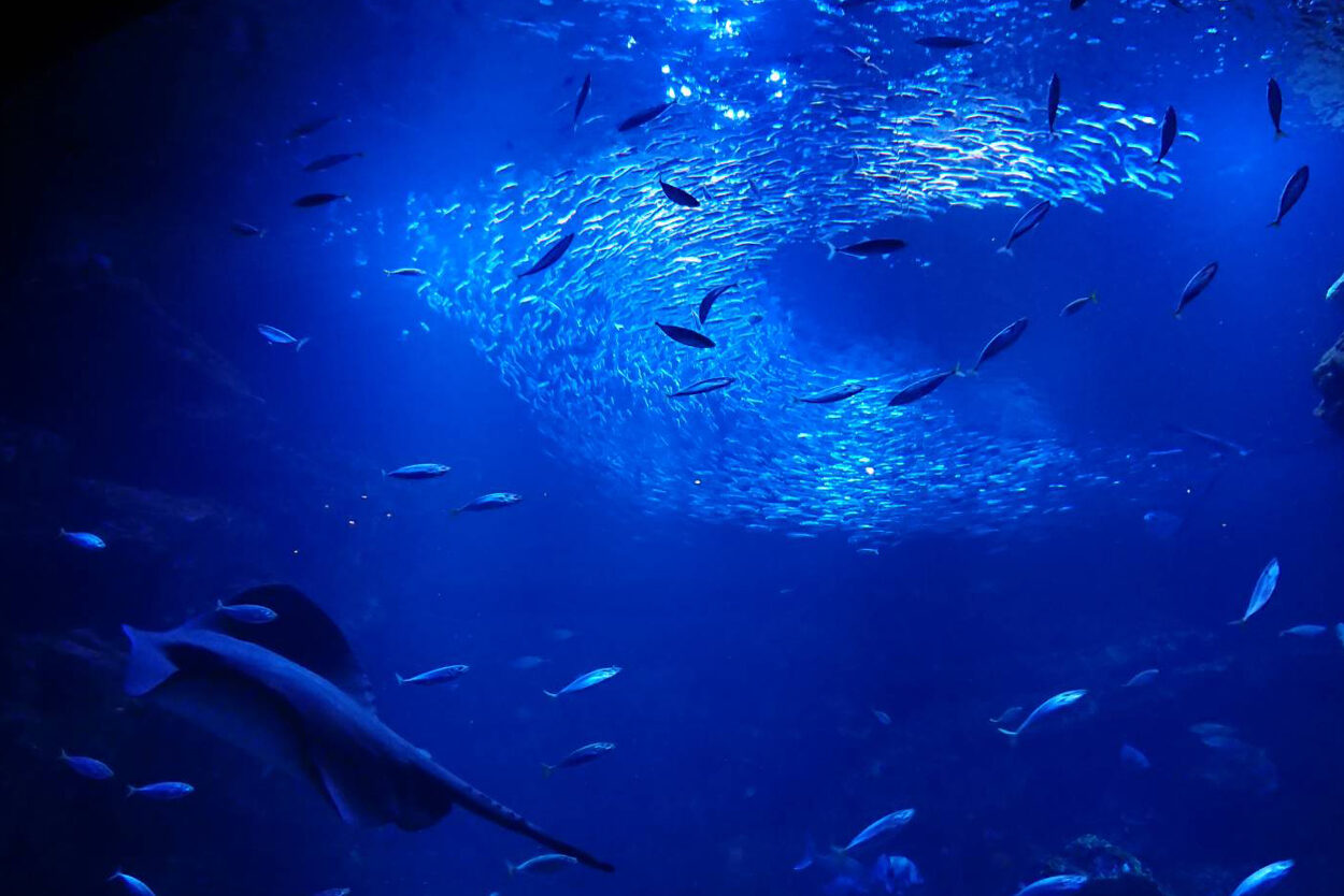 京都水族館 梅小路公園 京都 観光名所