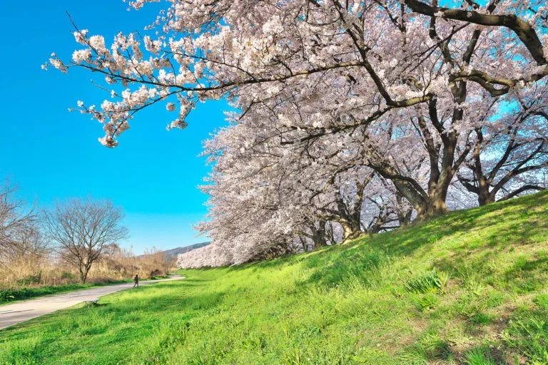 京都 桜 絶景